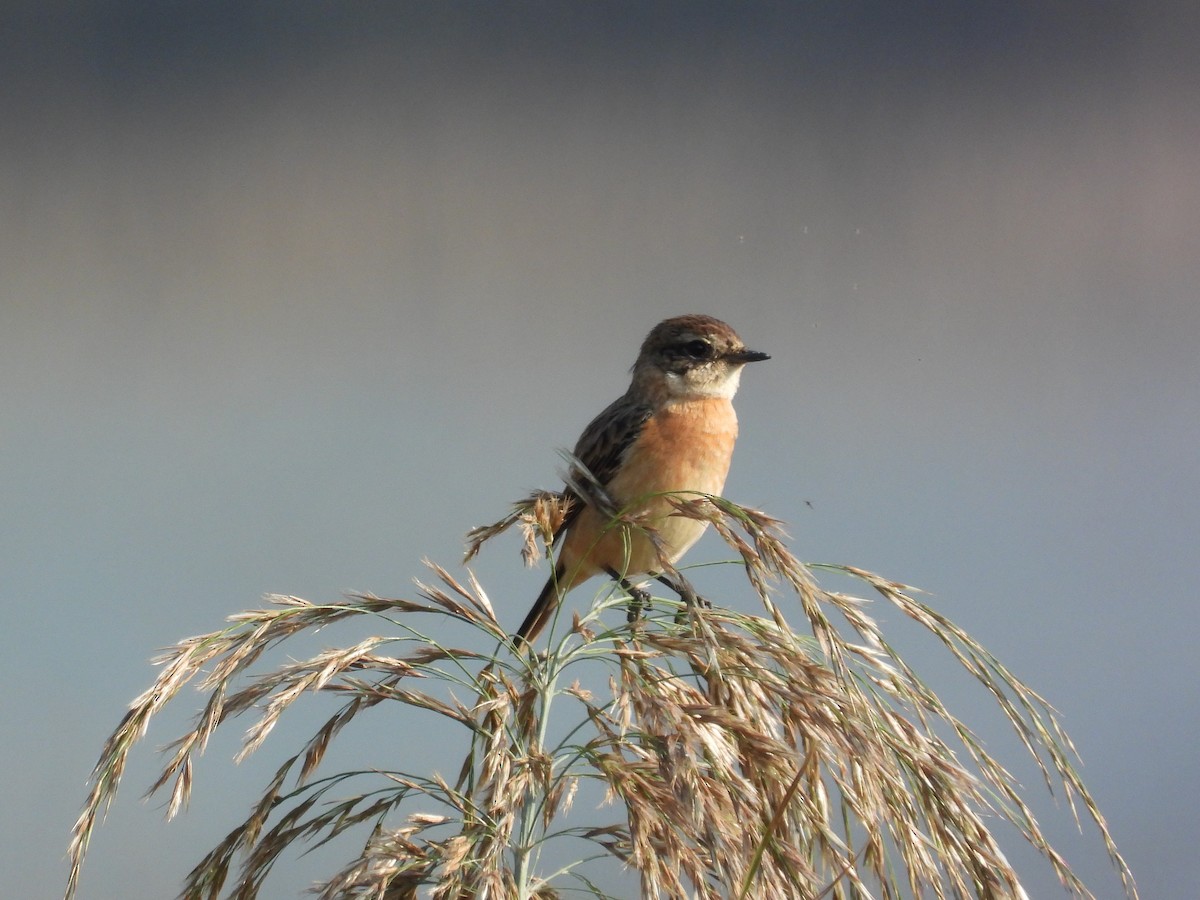 דוחל כתום-שת - ML646825834