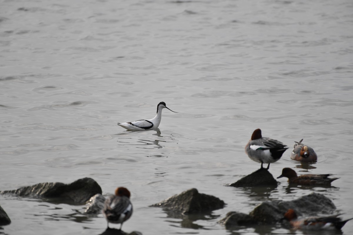 反嘴鴴 - ML646825835