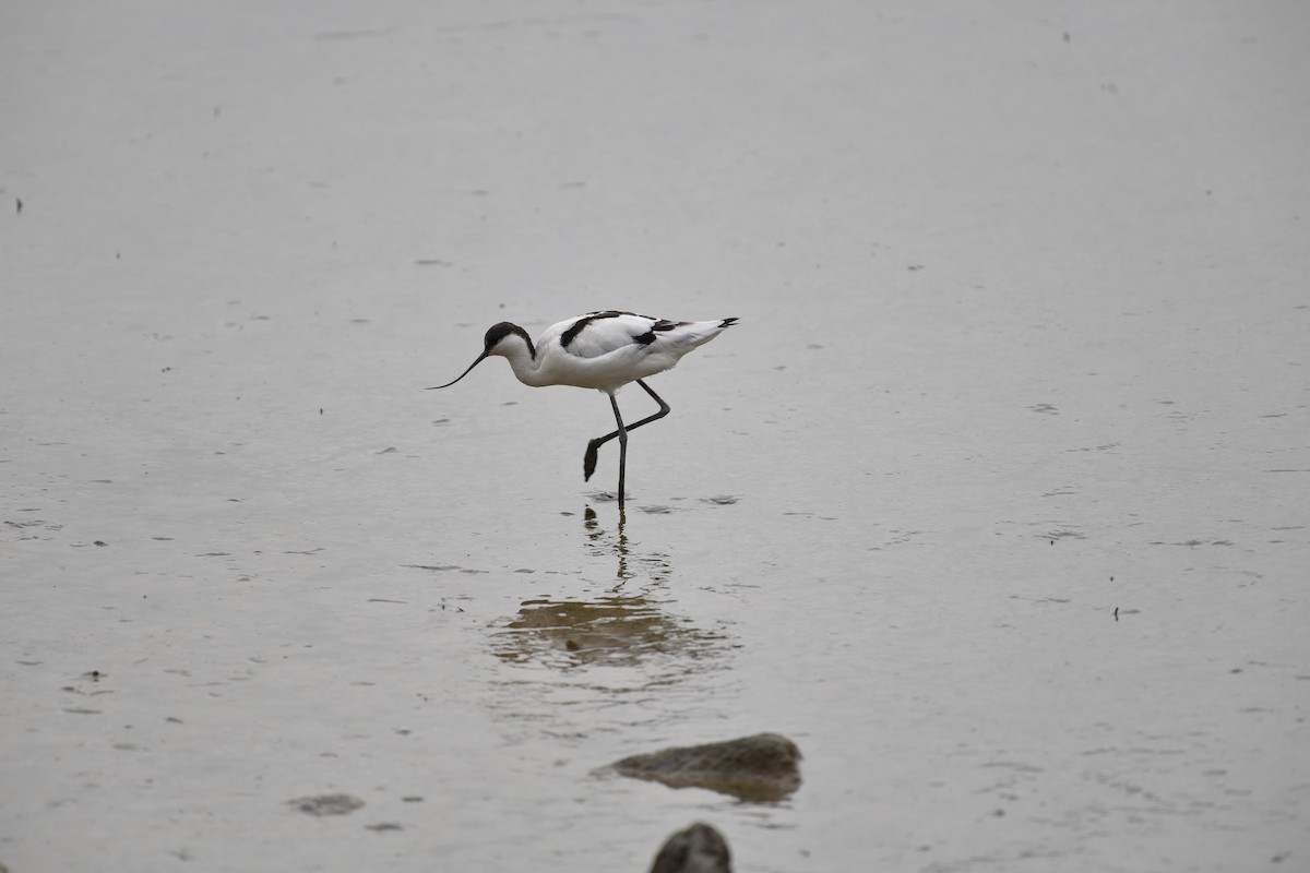 反嘴鴴 - ML646825836