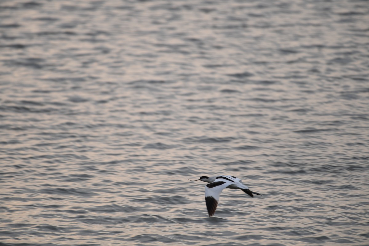 反嘴鴴 - ML646825837