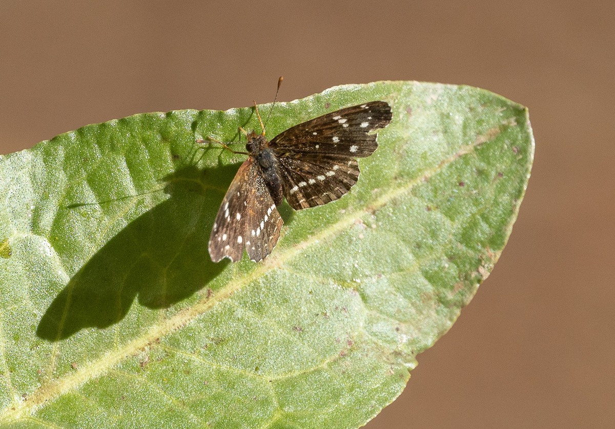 Texan Crescent - ML646825839