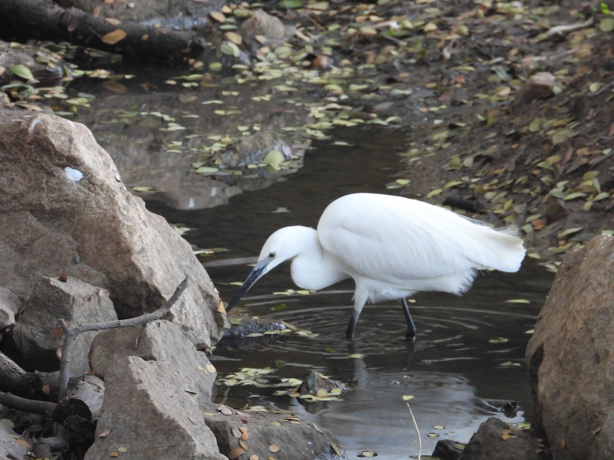 Aigrette garzette - ML646825840