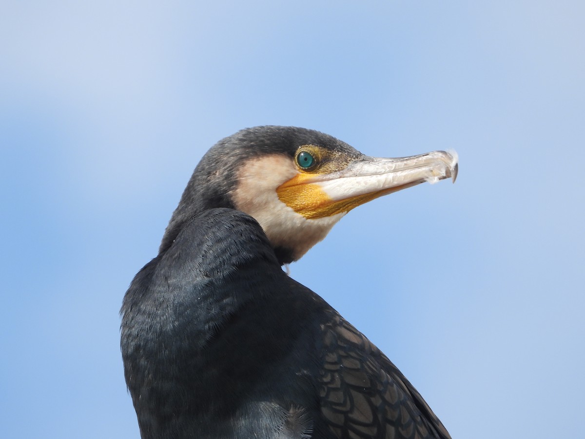 Большой баклан - ML646825841