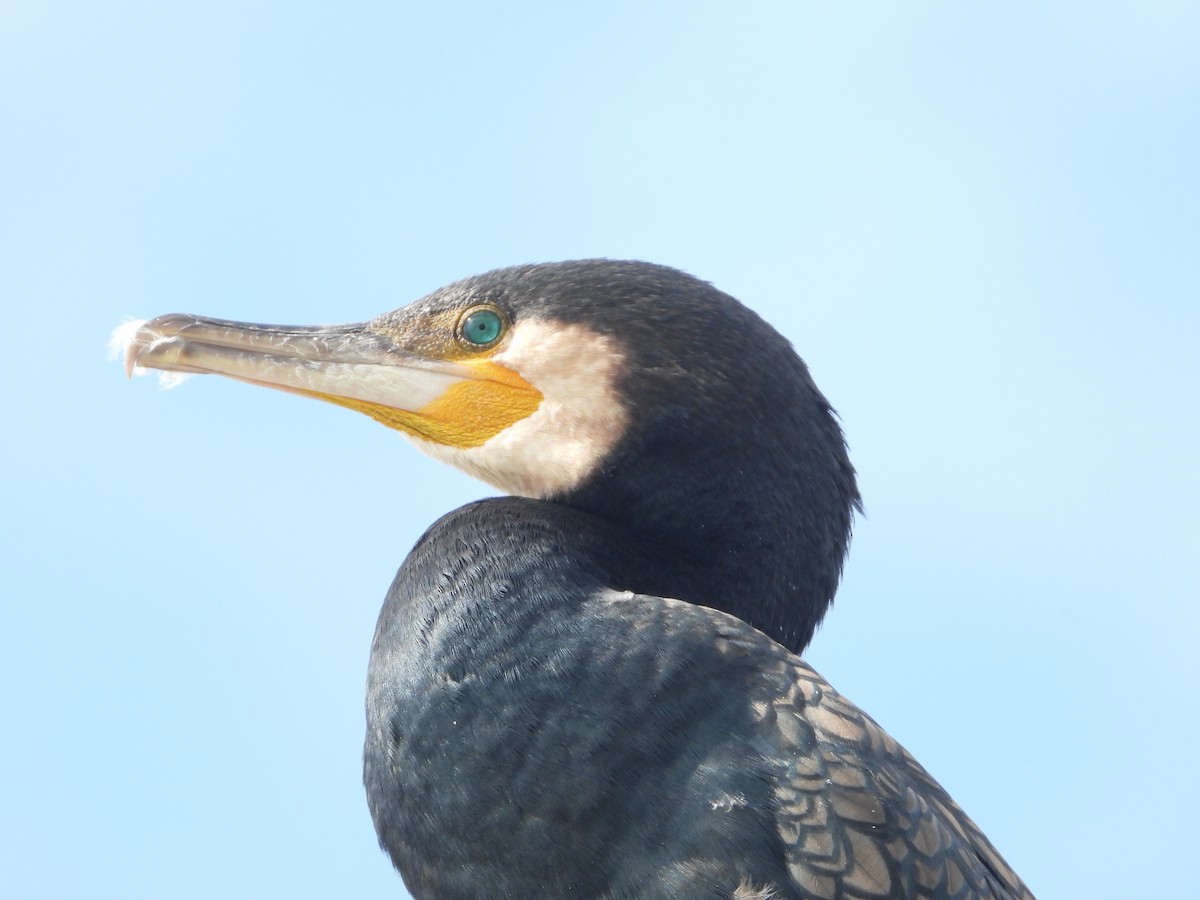 Большой баклан - ML646825842