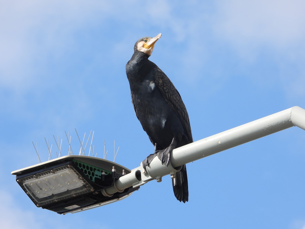 Большой баклан - ML646825843