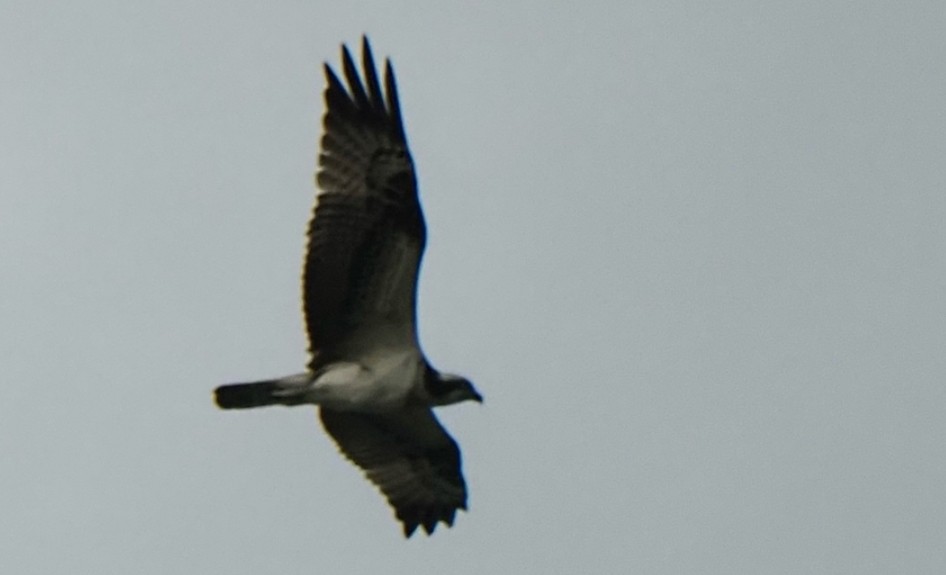 Osprey - ML646825844