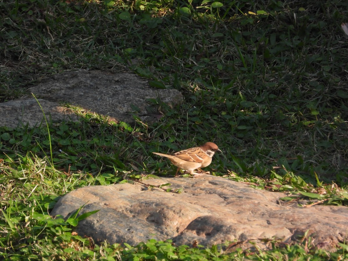 דרור הרים - ML646825845