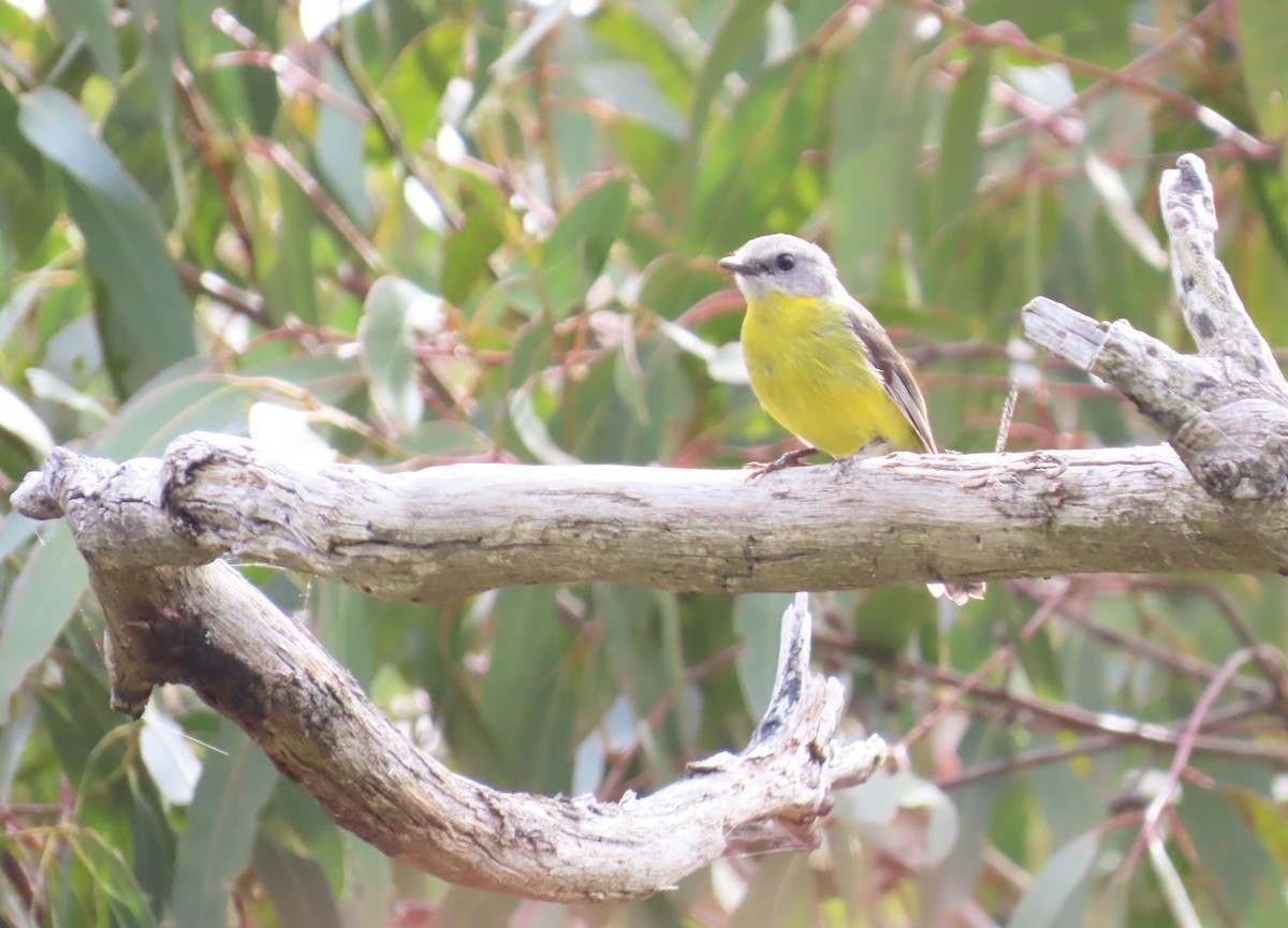 Doğulu Sarı Bülbül - ML646825846