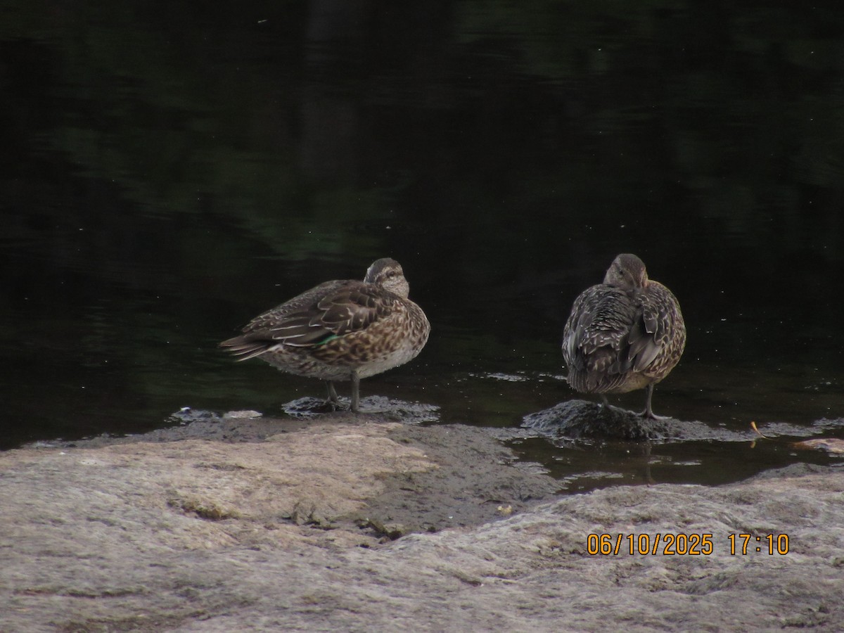 Green-winged Teal - ML646825847