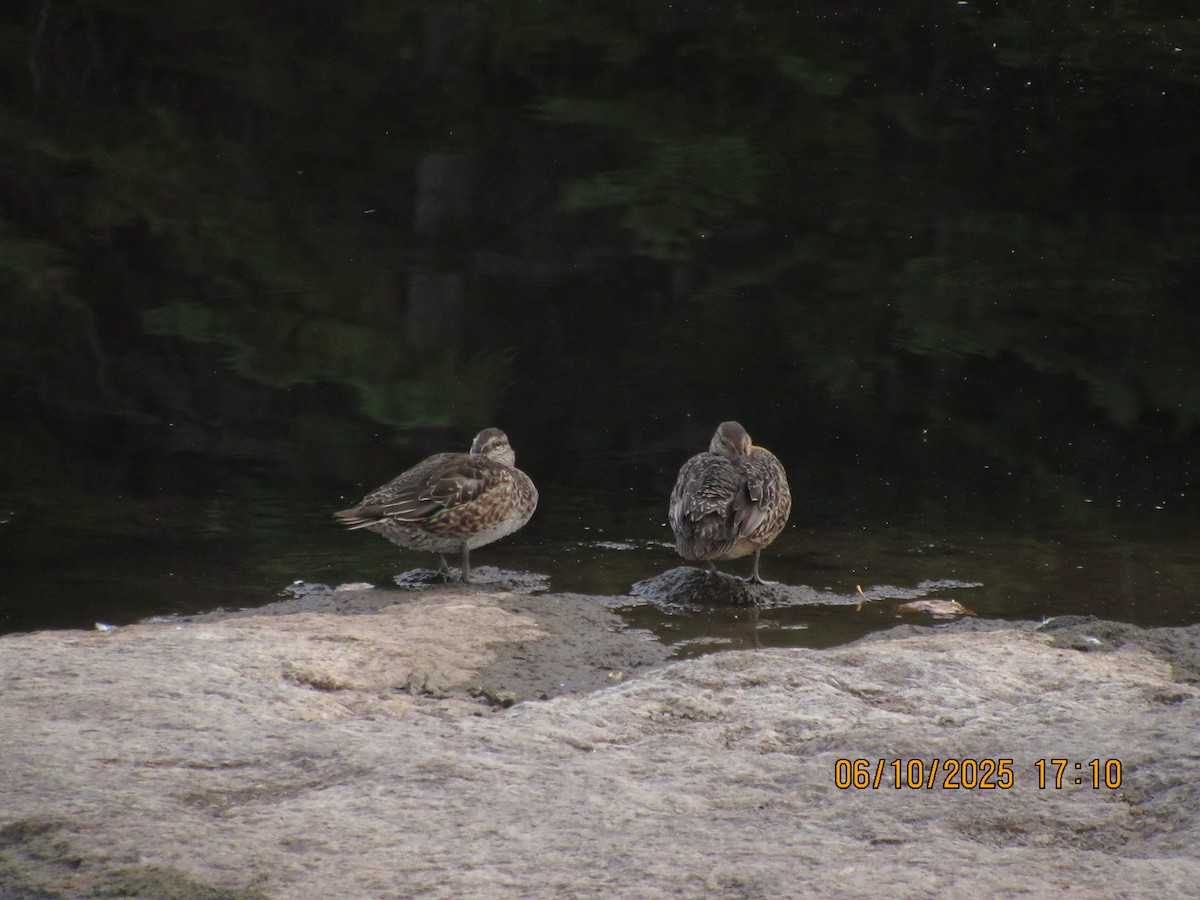 Green-winged Teal - ML646825849