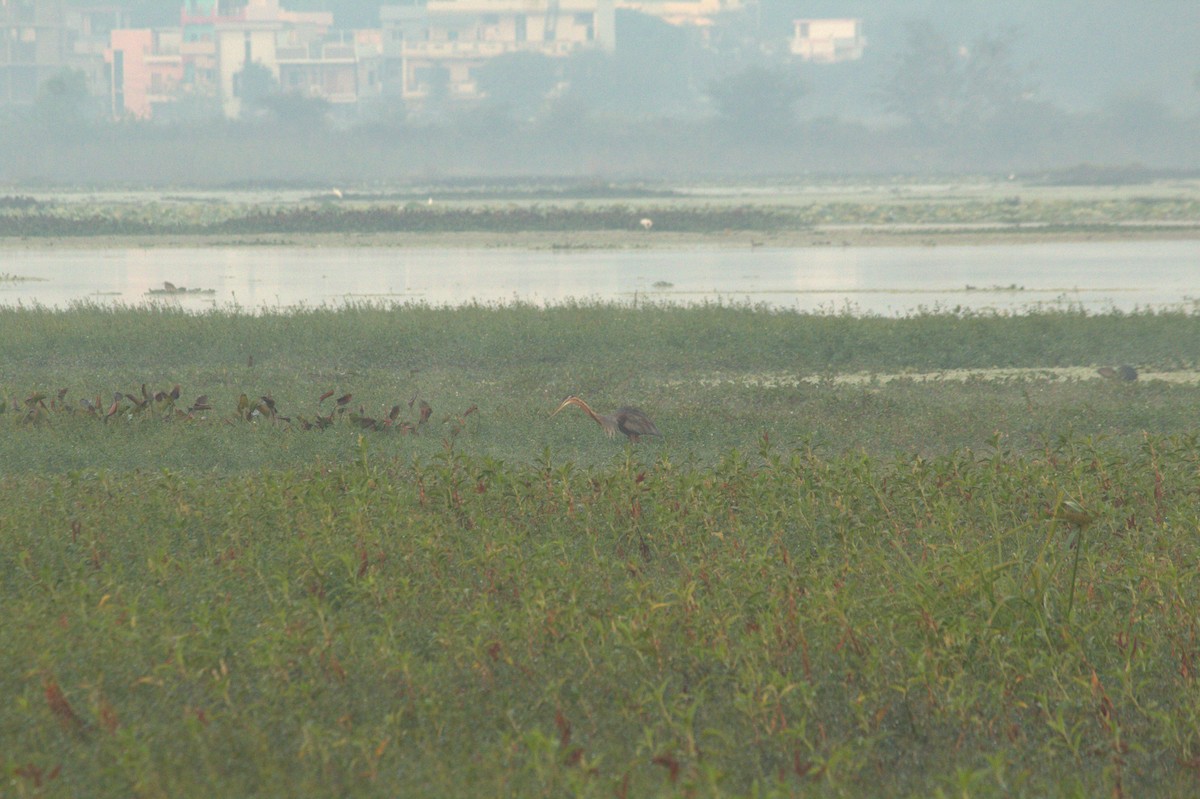 Purple Heron - ML646825850