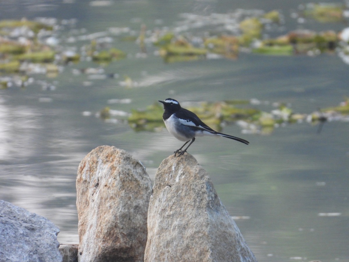 konipas indický - ML646825851