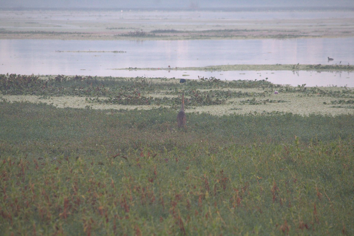 Purple Heron - ML646825852