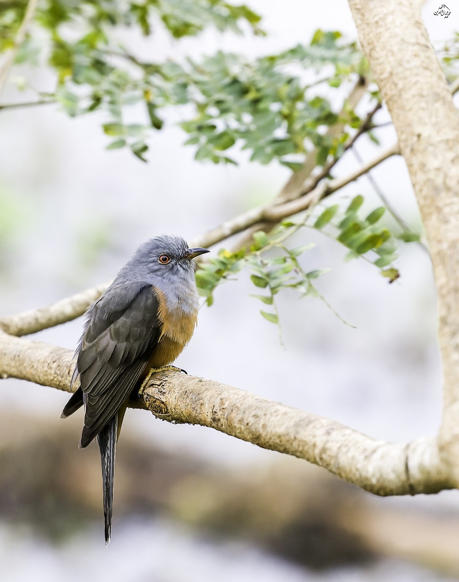 Plaintive Cuckoo - ML646825853