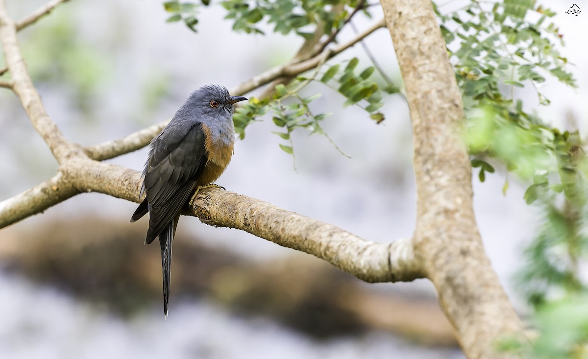 Plaintive Cuckoo - ML646825854