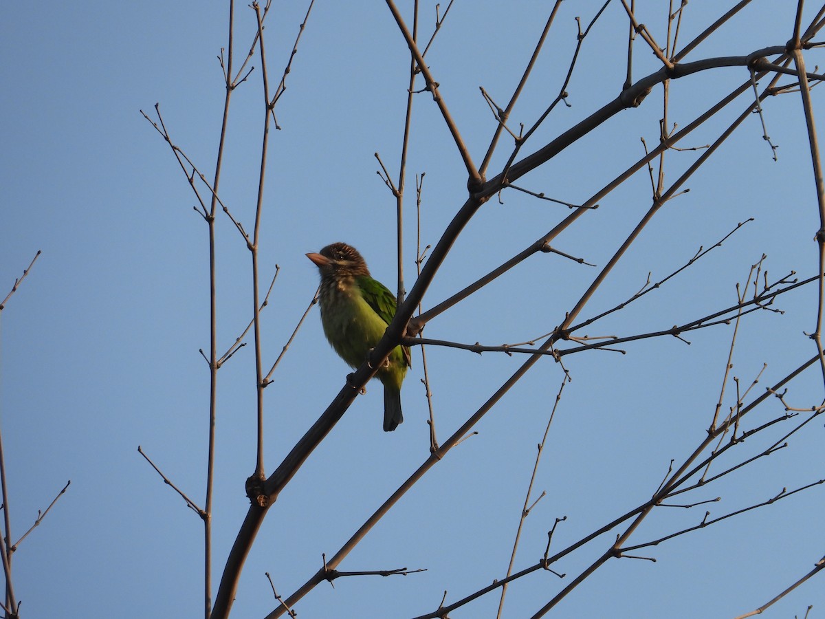 White-cheeked Barbet - ML646825855