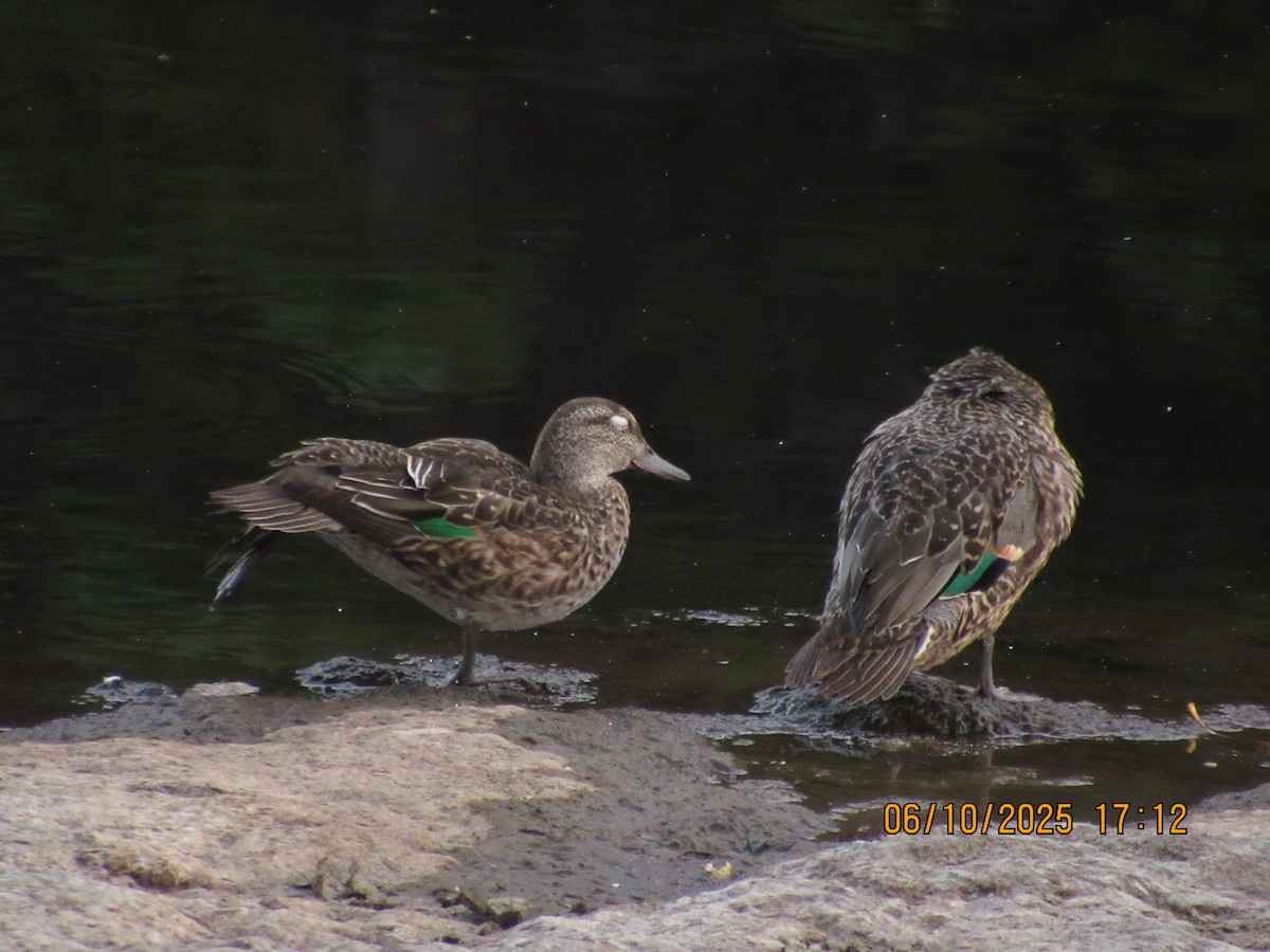 Green-winged Teal - ML646825856