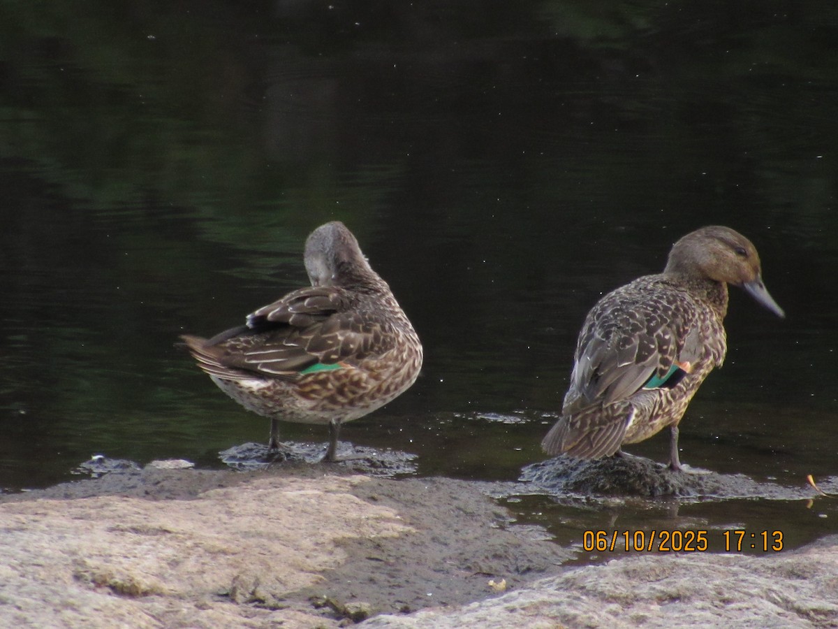 Green-winged Teal - ML646825857