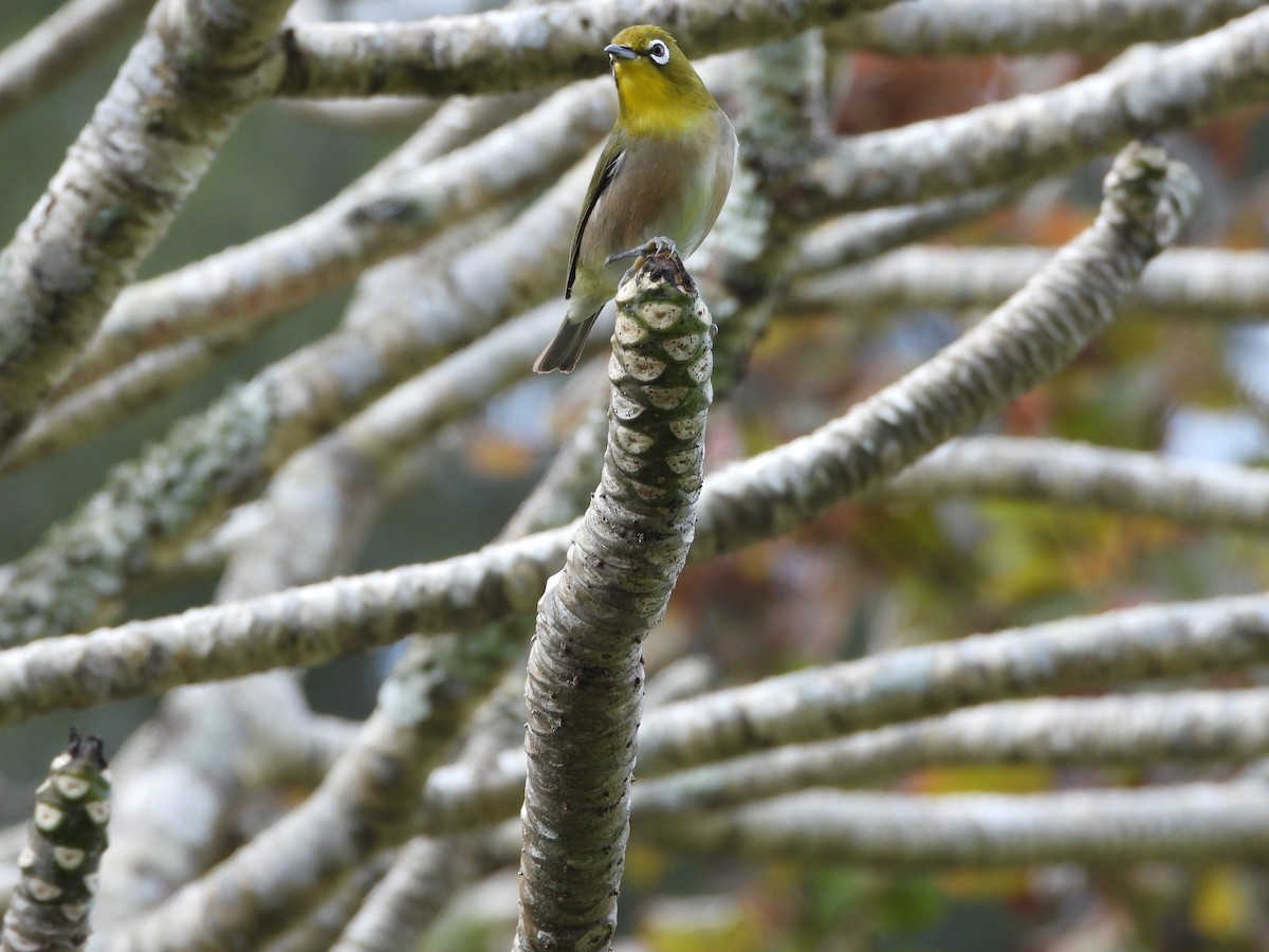 Anteojitos Japonés - ML646825858