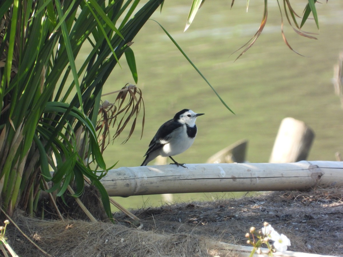 White Wagtail - ML646825859