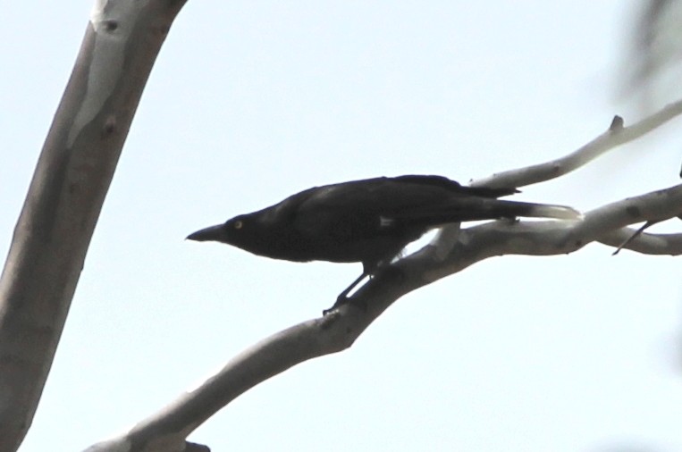 Pied Currawong - ML646825873