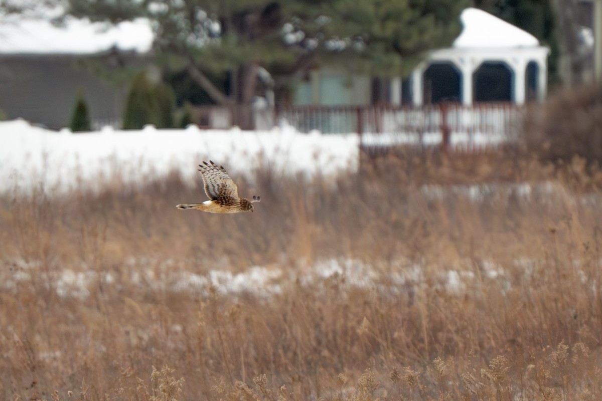 Aguilucho de Hudson - ML646825876