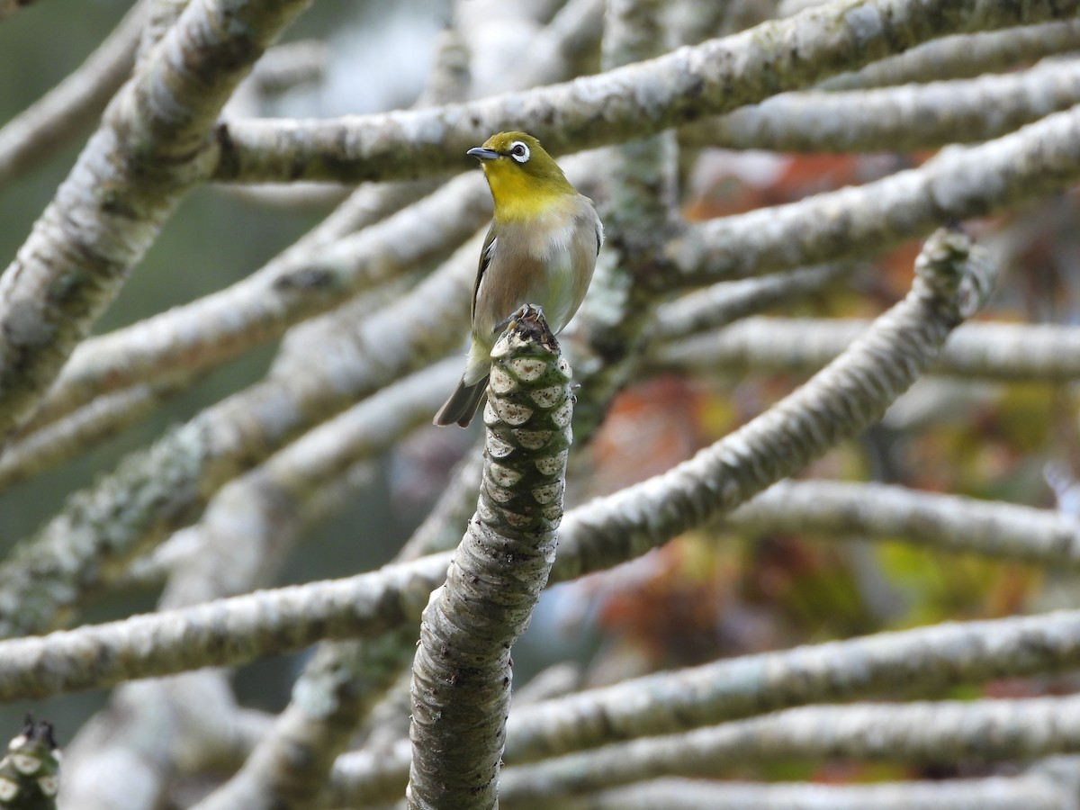 Anteojitos Japonés - ML646825879