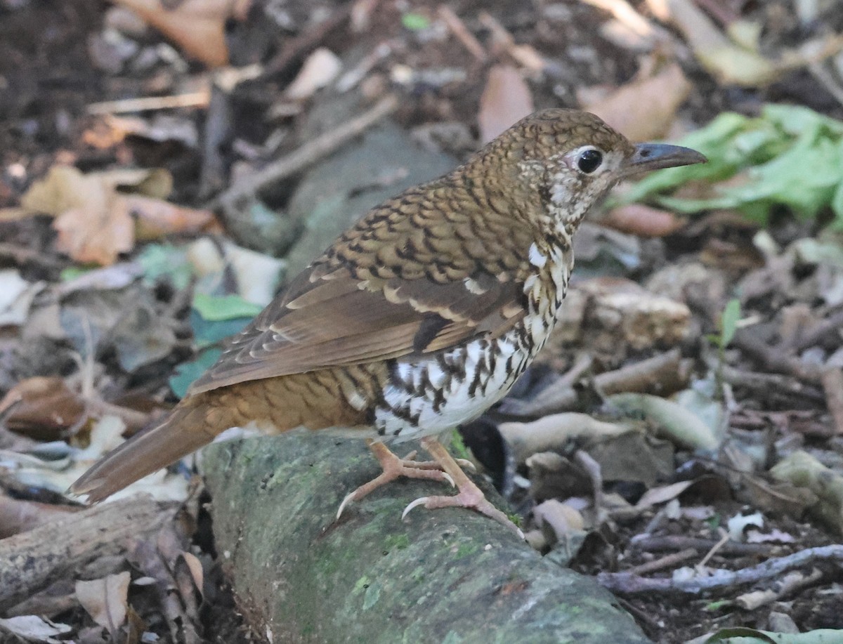 Russet-tailed Thrush - ML646825881