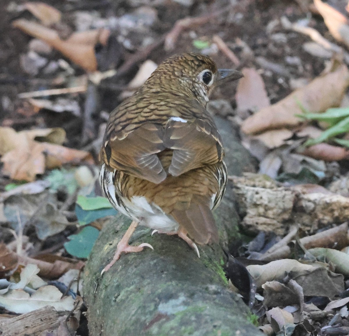 Russet-tailed Thrush - ML646825882