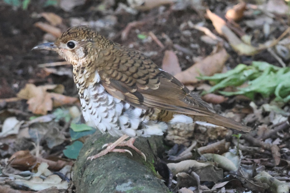 Russet-tailed Thrush - ML646825883