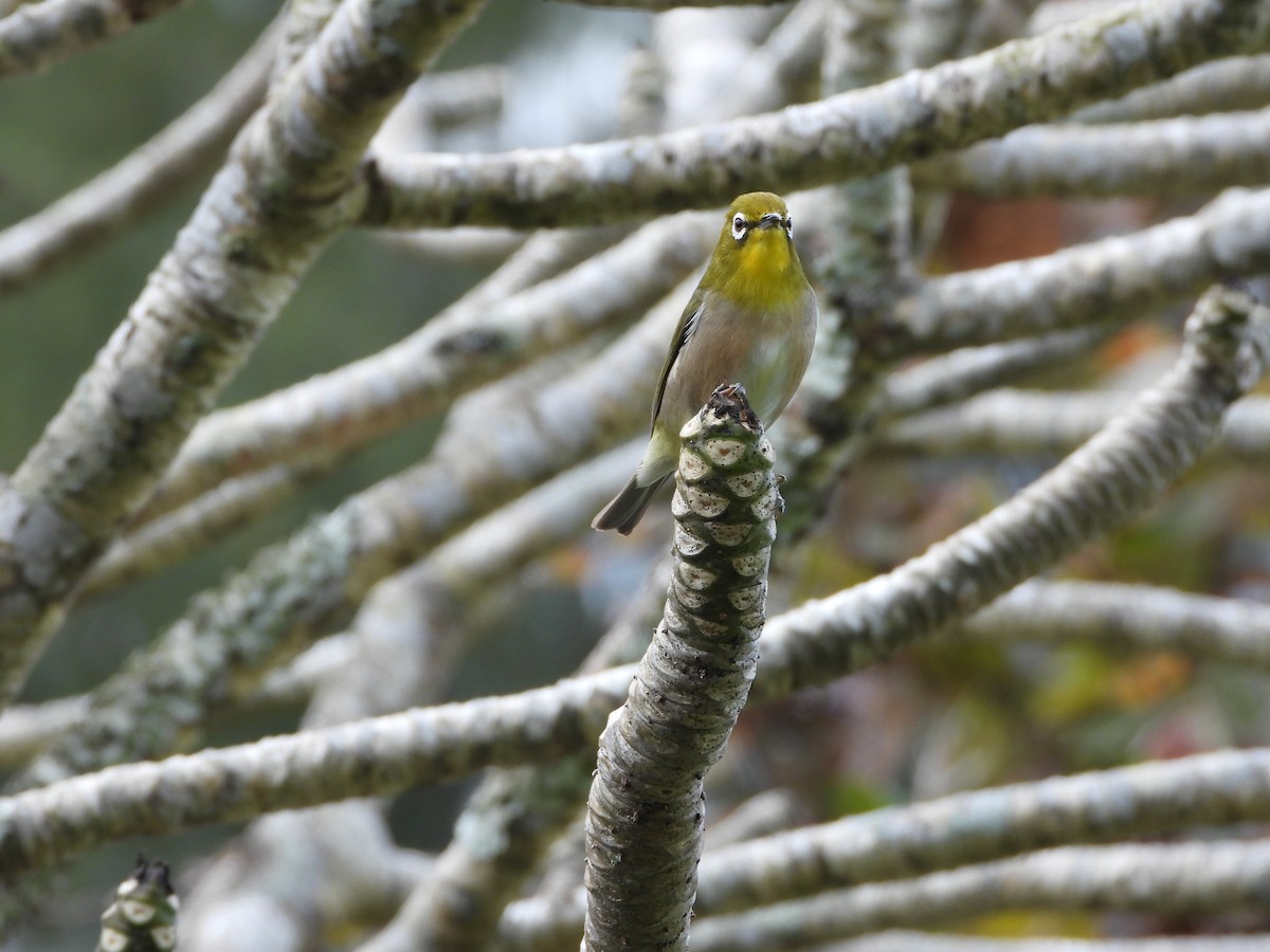 Anteojitos Japonés - ML646825900