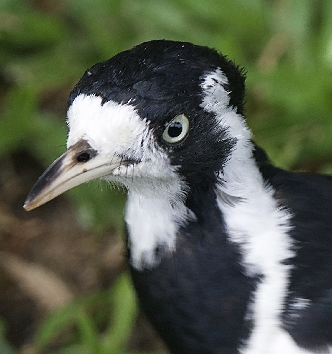 Magpie-lark - ML646825901