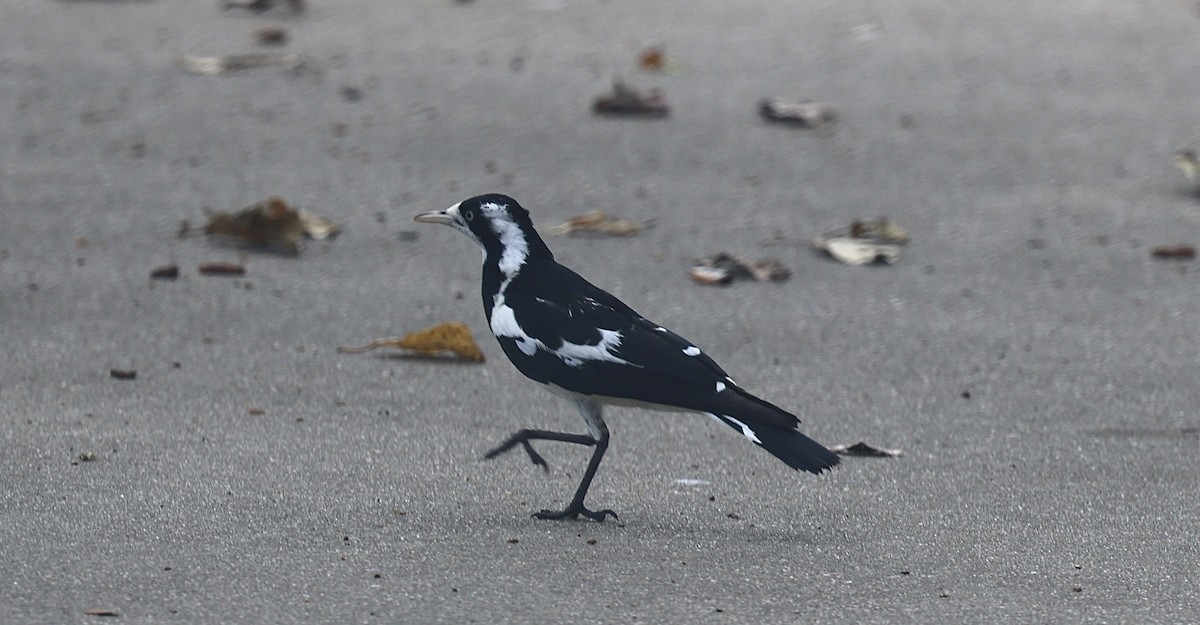 Magpie-lark - ML646825902