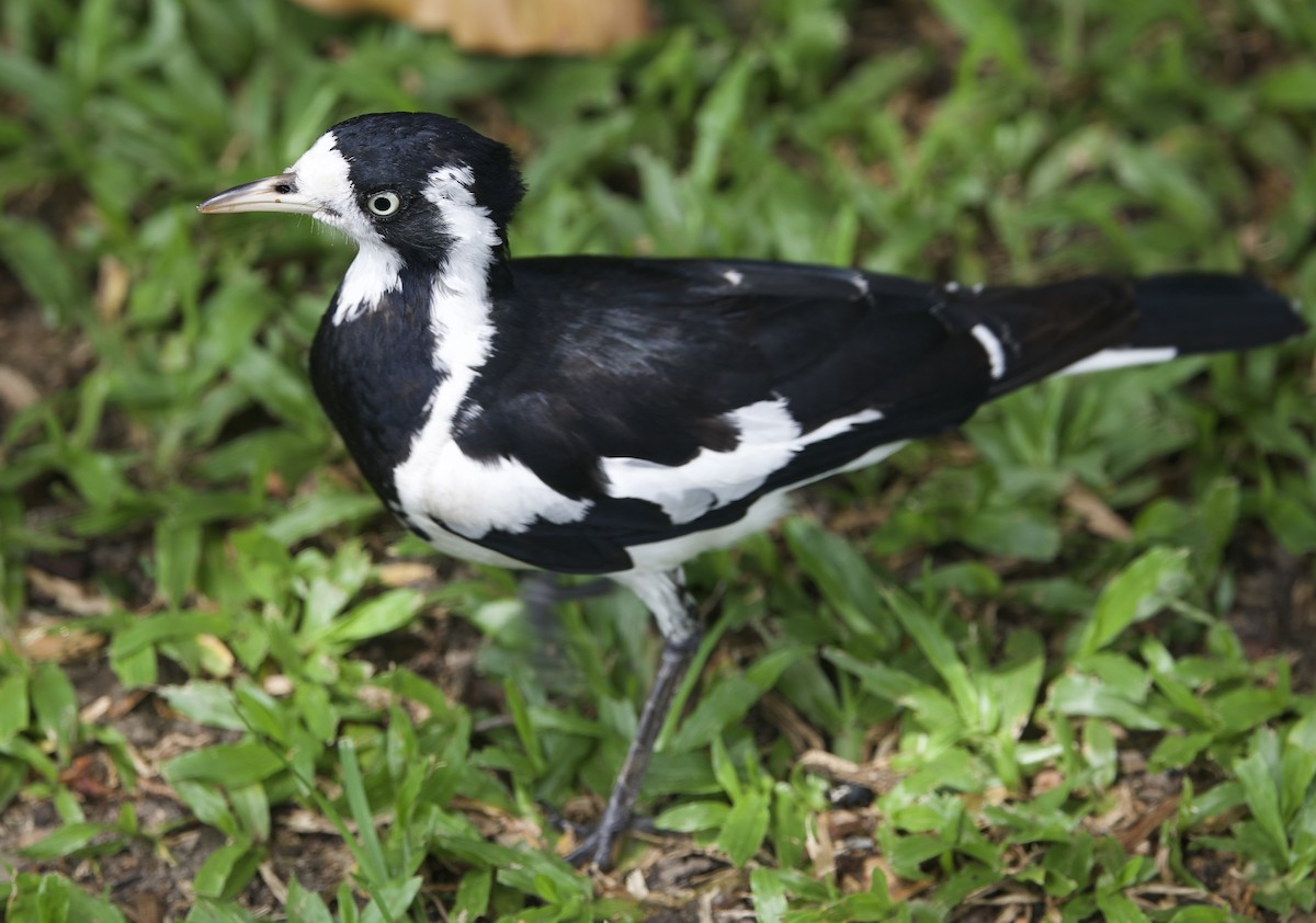 Magpie-lark - ML646825903