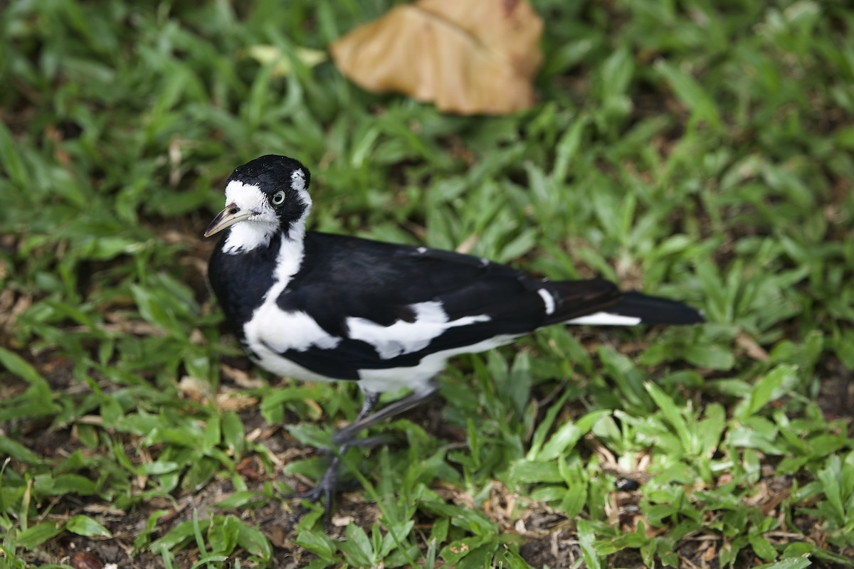 Magpie-lark - ML646825904