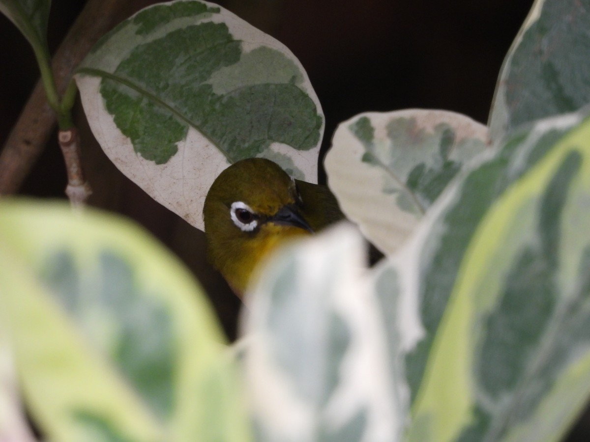 Anteojitos Japonés - ML646825916