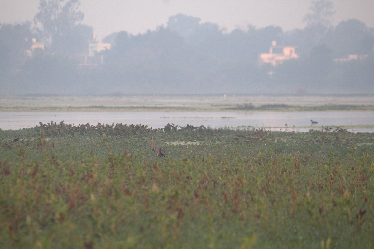 Purple Heron - ML646825917