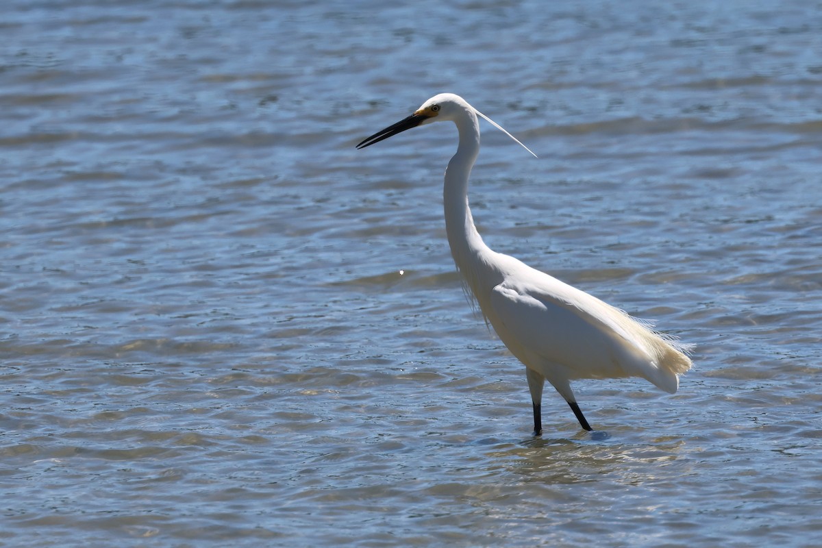 Aigrette garzette - ML646825919