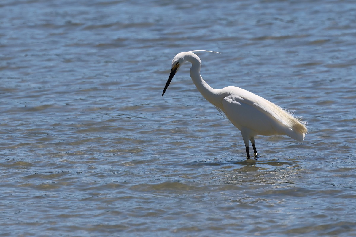 Aigrette garzette - ML646825920