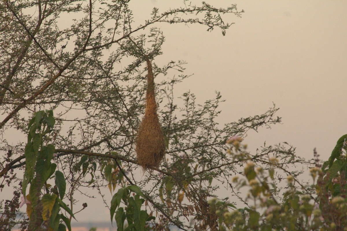 Baya Weaver - ML646825922