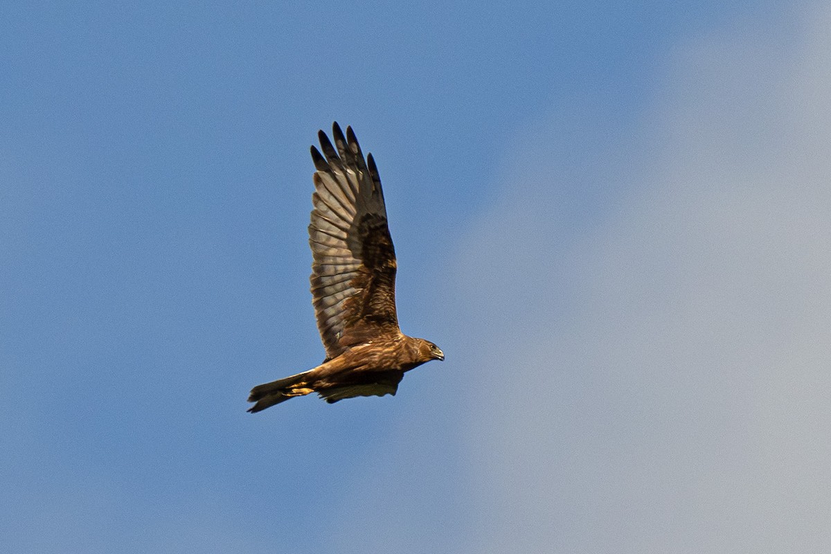 moták tichomořský - ML646825923