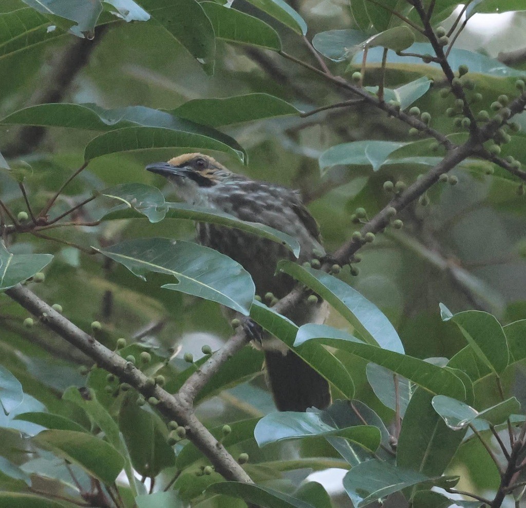 Straw-headed Bulbul - ML646825924