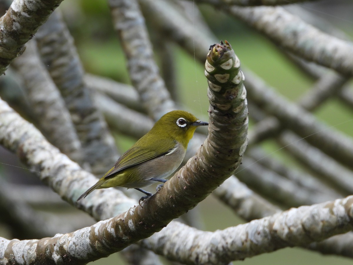 Warbling White-eye - ML646825926