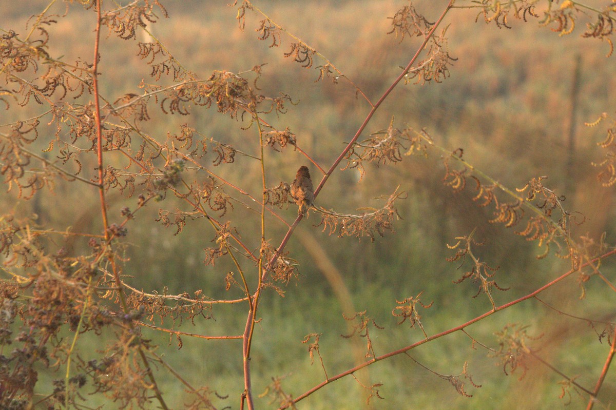 Scaly-breasted Munia - ML646825927