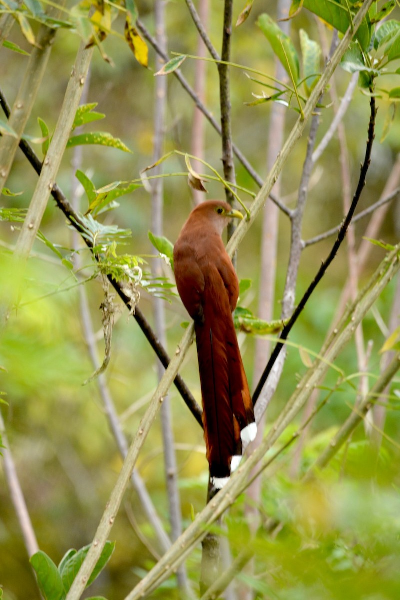 Common Squirrel-Cuckoo - ML646825930