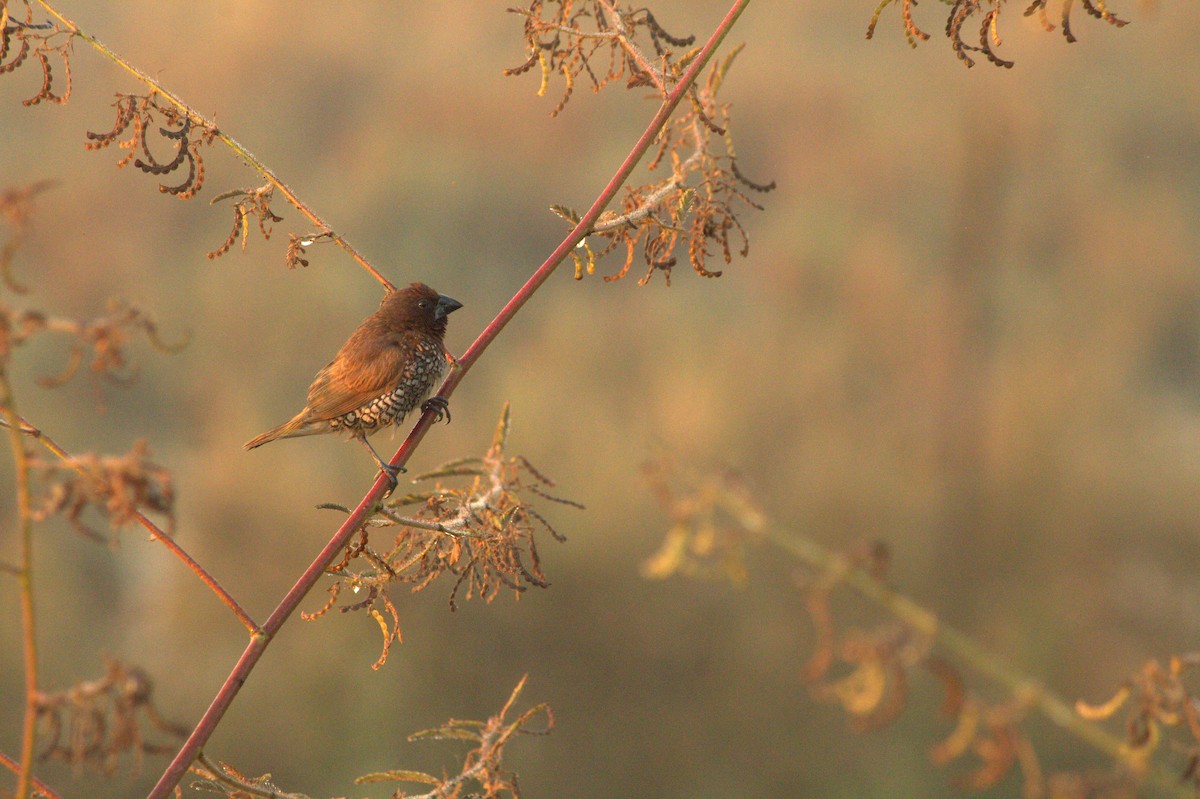 Scaly-breasted Munia - ML646825931