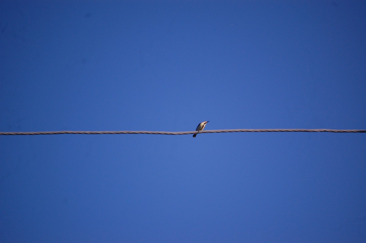 צופית סגולה - ML646825935