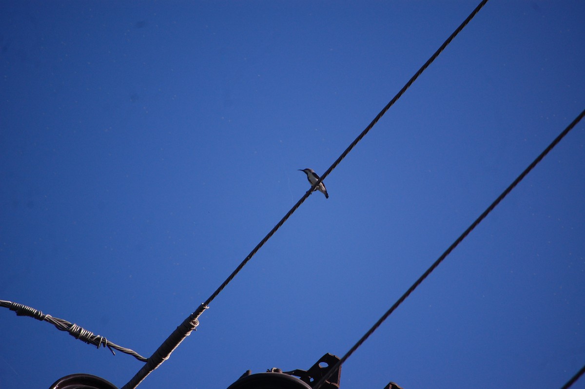 צופית סגולה - ML646825936