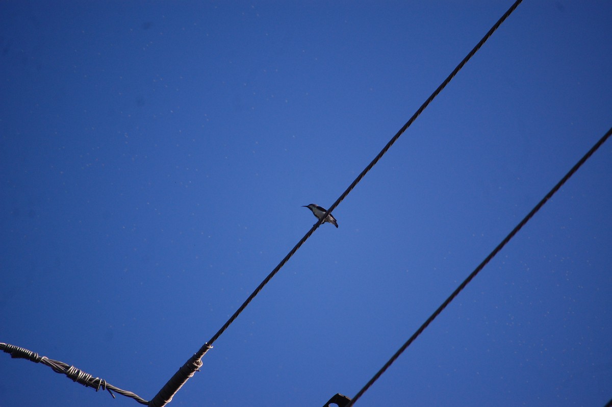 צופית סגולה - ML646825937