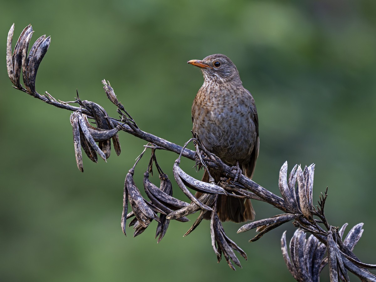 שחרור - ML646825938